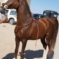 کره مادیان هجده ماهه