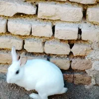 خرگوش ماده سفید