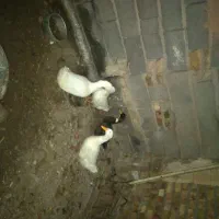 چهار تا اوردک جوان و چاق چاق|حیوانات مزرعه|تربت جام, جامرود|دیوار