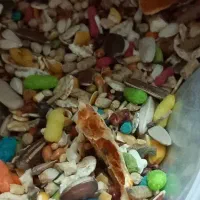 غذای پرندگان زینتی و سخنگو