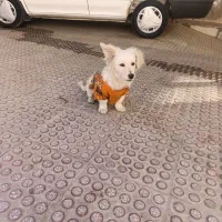 توله سگ پامر اشپیتز نر|سگ|اسدآباد, |دیوار