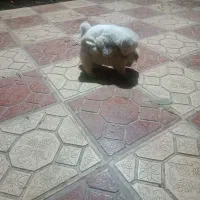 پشمالو|سگ|خان ببین, |دیوار