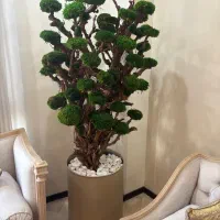 دو عدد درخت جاویدان|گل و گیاه طبیعی|تهران, مرزداران|دیوار
