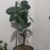 گل با گلدان