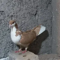 کفتر