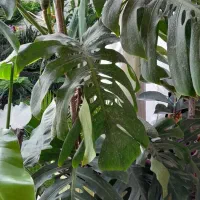 برگ انجیری منسترا امستل طلایی|گل و گیاه طبیعی|خمام, |دیوار