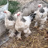 مرغ برهما پاپر لایت