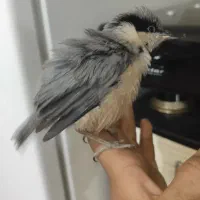 قناری کمر کولی