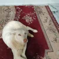 هواز کوی مندلی خیابان کروشات 6