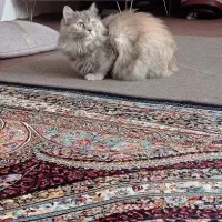 گربه پرشین ماده