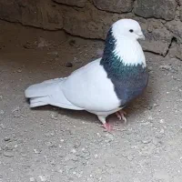 طوقی زیره‌ای نر