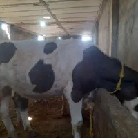 هیوانات مزره