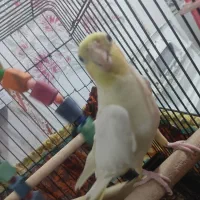 یک عدد عروس هلندی سخن گو|پرنده|شبانکاره, |دیوار