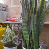 بامبو|حراج|همدان, |دیوار