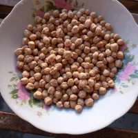 فروش نخود درجه یک