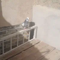 کبوتر