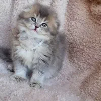 گربه های اصیل|گربه|سنندج, |دیوار