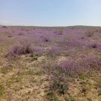 زمین فروشی