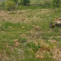 اجاره زمین یونجه