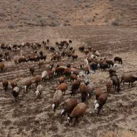 بره ماده شیشک