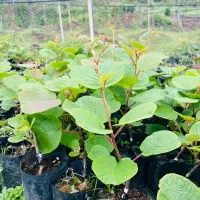 نهال کیوی سالم و پربازده هایوارد و پایه خیاری