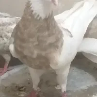 جفت طوقی آجری