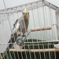 عروس هلندی نر|پرنده|اسلام‌شهر, شهرک مصطفی خمینی|دیوار