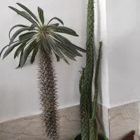 10 عددگل و گیاه