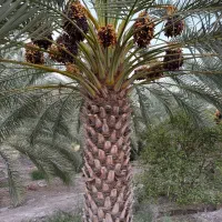 بازاریاب تلفنی