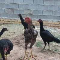 مرغ وخروس لاری اصل|حیوانات مزرعه|شیراز, جمال آباد|دیوار