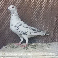 کفتر ماده سرور هلی زرد نر بزک پلاکی کاکل