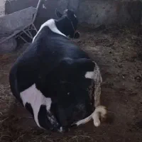 گوسفند و گوساله و گاو کسل حال