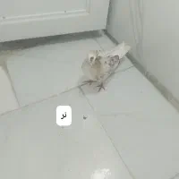 3تا کبوتر عالی