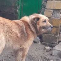 واگزاری سگ نگهبان