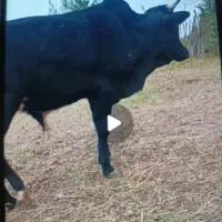 گاو نر ورزا چالوسی|حیوانات مزرعه|رودبار, |دیوار