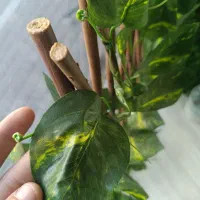 آکاردئون برگی|گل مصنوعی|شیراز, اصلاح‌نژاد|دیوار