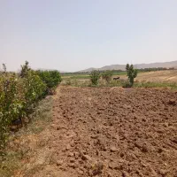 باغ گردو|خدمات باغبانی و درختکاری|جوکار, |دیوار