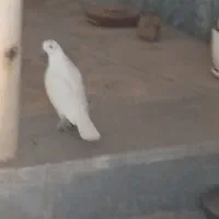 کبوتر تهرانی