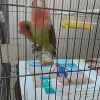 پرنده طوطی برزیلی جفت