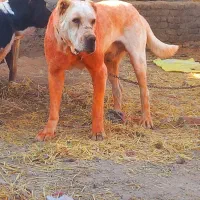 واگزاری سگ گله