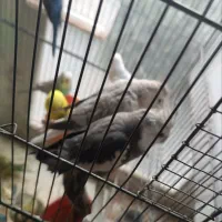 چند جفت عروس هلندی به فروش میرسد