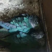 جفت گرینچیک تراکوییس مولد و جوجه سرلاکی