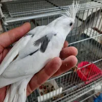 جوجه عروس آلبینو دوکت و گرینچیک مولد