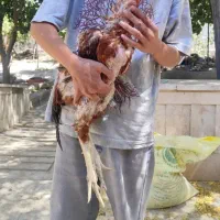 خروس لاری|حیوانات مزرعه|تهران, منیریه|دیوار