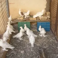 کفتر جکسون|پرنده|قم, جمکران|دیوار