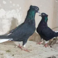 چند جفت کبوتر عتیقه