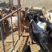 بز کهره دار داشتی روزگاری|حیوانات مزرعه|رحمتآباد, |دیوار