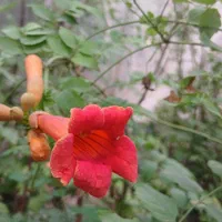 نهال پیچ اناری سایزبزرگ|گل و گیاه طبیعی|اصفهان, ارداجی|دیوار