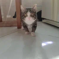 واگذاری بچه گربه ماده 5ماهه