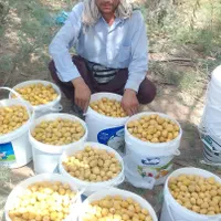 تولید کننده انواع نخل برحی مجول پیارم وانواع چمن|خدمات باغبانی و درختکاری|اهواز, زیتون کارمندی|دیوار